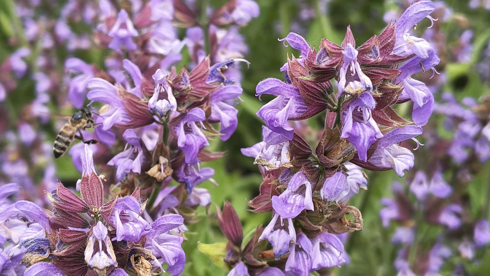 Lots of red-violet sage flowers (two stalks full of them are in focus, many
more in the background) A bee is landing on one of them