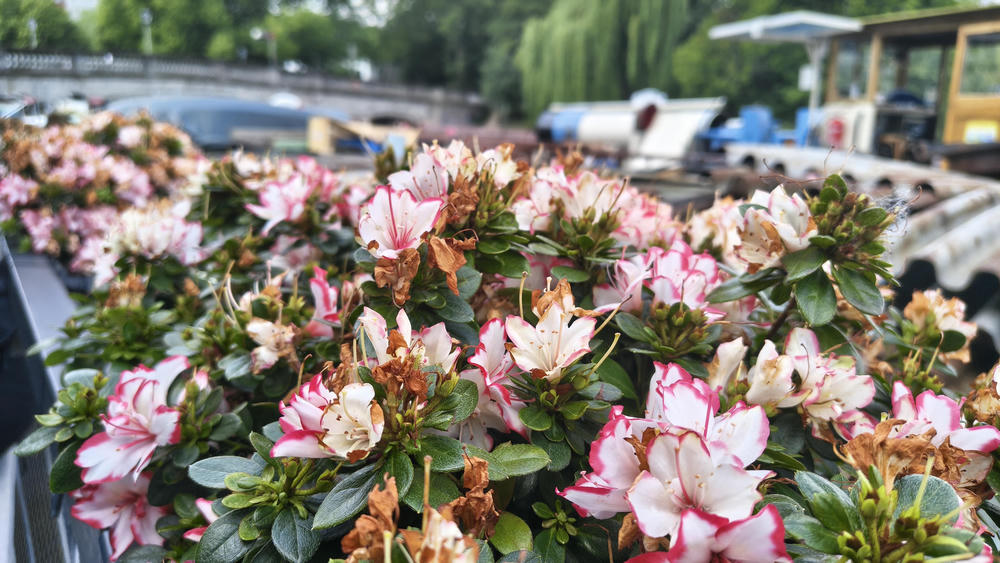 Plants with white flowers with pink rims in planter boxes on the railing of
a ship. In the background a second ship l, a bridge and lots of trees