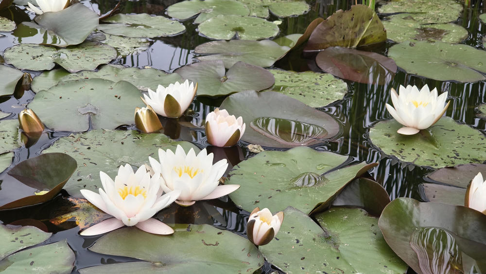 Water lilies on a pond, with big white flowers. Some of their leaves are covered
in markings where insects gnawed on them