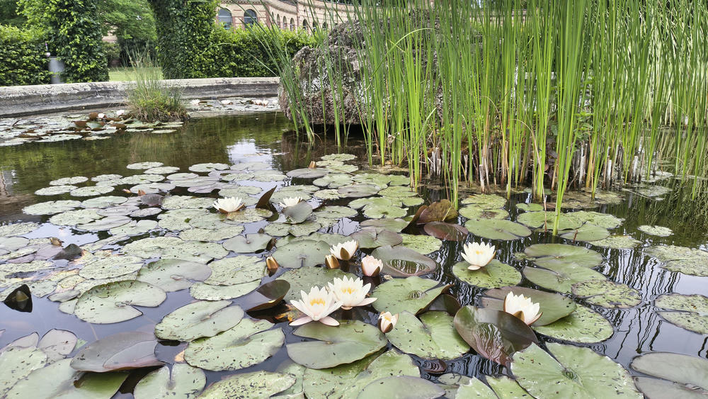 Wider shot of the same. You can see additionally some kind of reed, the barrier
of the pond and a old fancy representative building in the background 