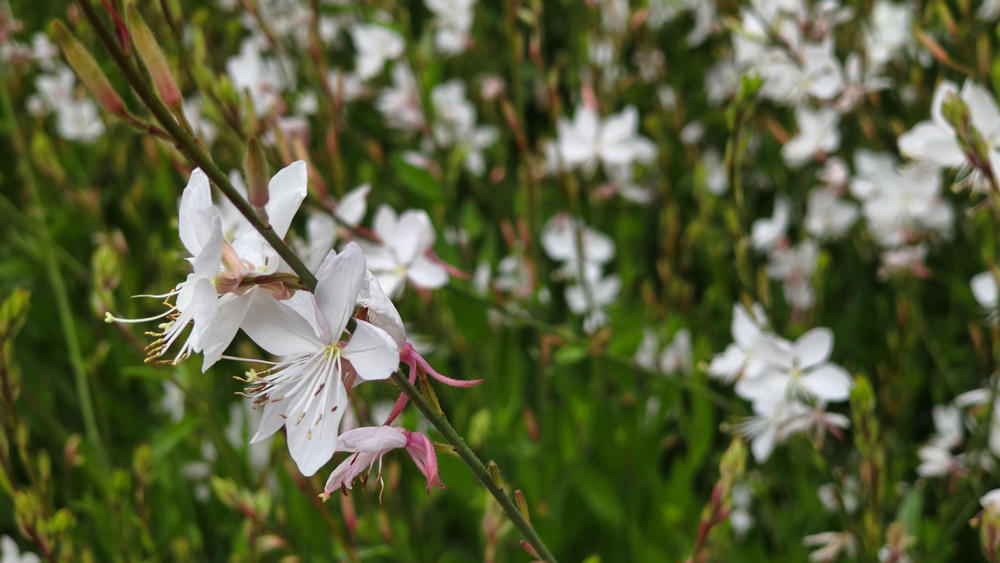 Flowers of some species of Sundrop (I think). 5 white petals wide open, some
pink secondary leaves and long stamens
