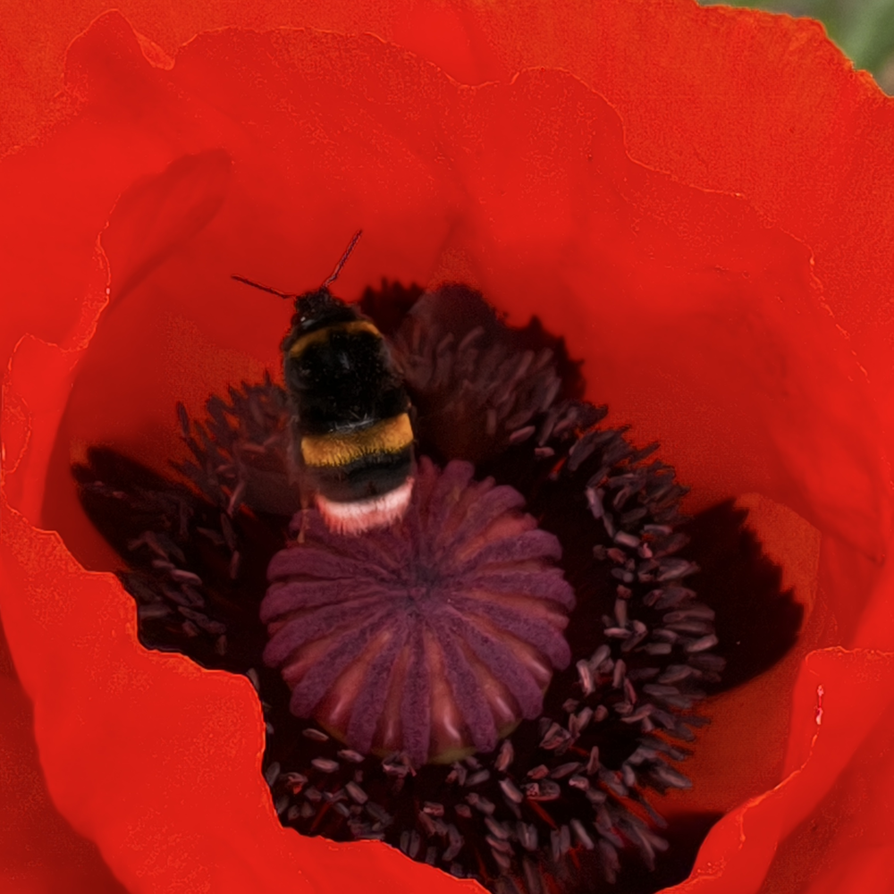 Look down a poppy flower: bright red petals enclosing many dark stamens with
the fruit capsule in the center. A bumblebee is just taking off from it