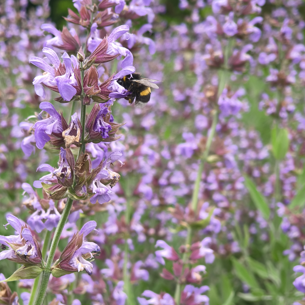 A big sage plant, many violet flowers. One stalk is on focus and a bumblebee
is deep in one of the flowers, seen side-on.