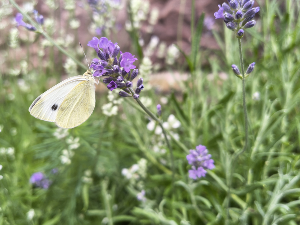 A white-yellow butterfly on a lavender plant where some of the small violet
flowers have opened. Another plant with small white flowers in front of a brick
wall in the background 