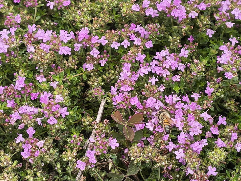 Top-down view of a bed of thyme, low dark-green ground-covering plant with
many tiny pink flowers. A bee is sitting on one of them 