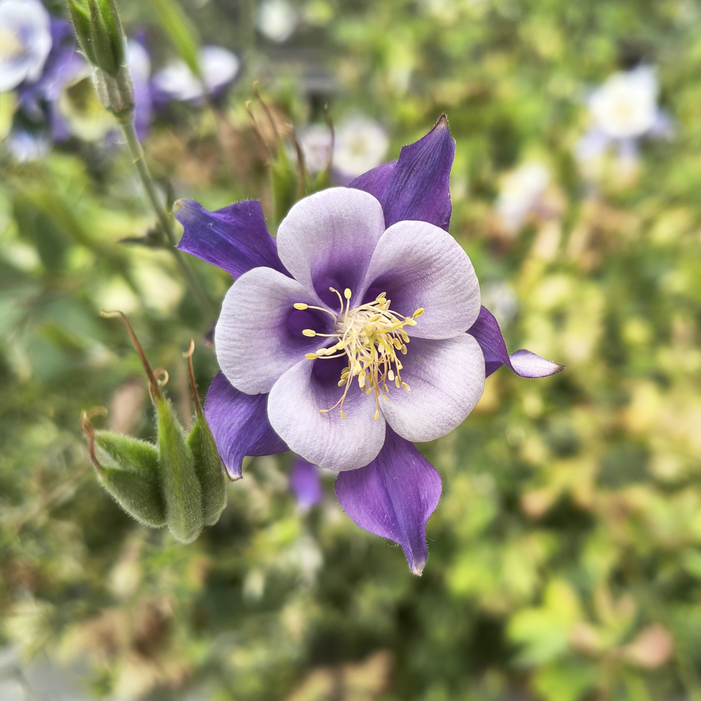 Flower of some kind of Aquilegia: 5 round petals dark violet in the center,
light, almost white at the outside. Large dark violet sepals behind them. In the
center many long yellow stamens.