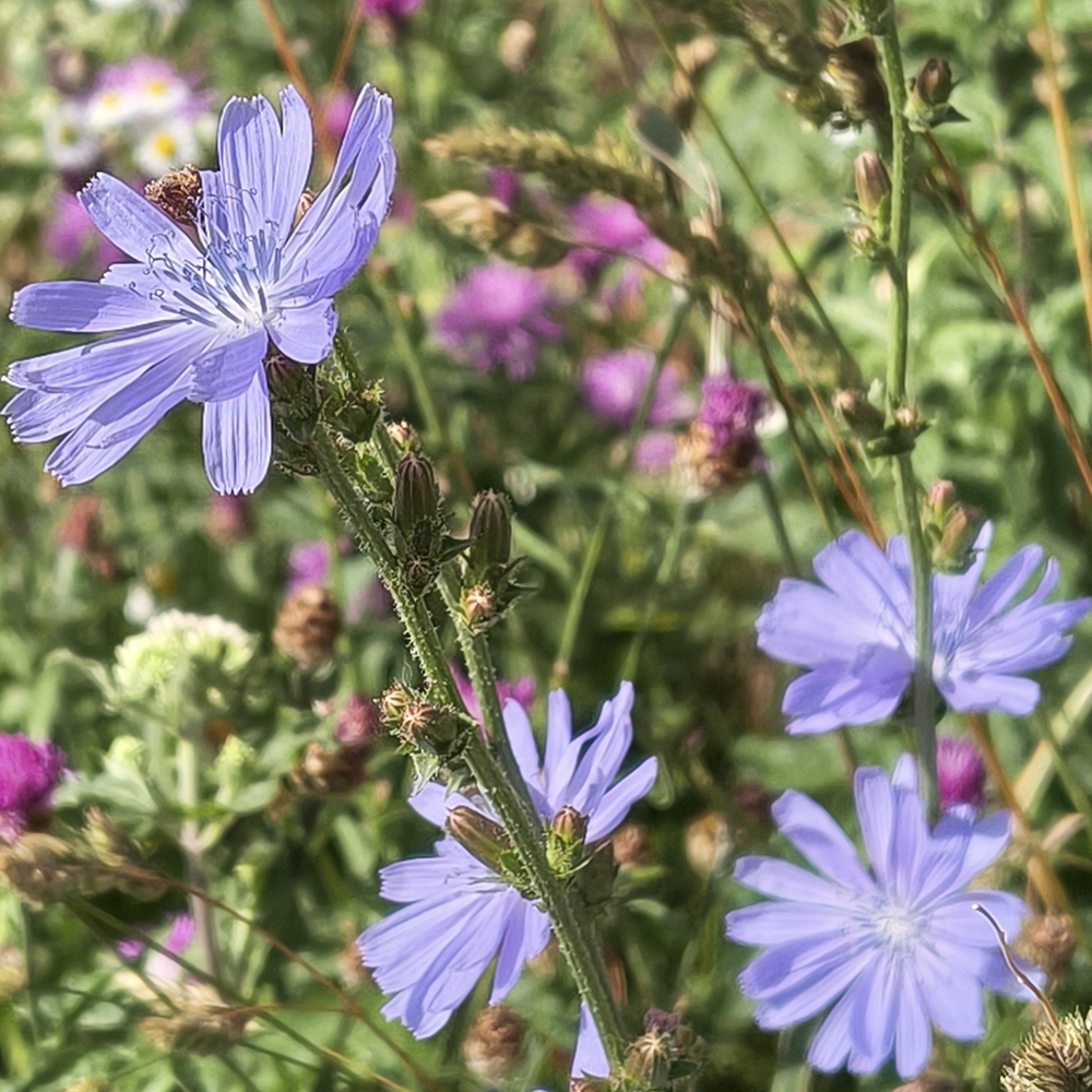 Four Common Chickory flowers: many long blue petals. Some other pink flowers
blurry on the background 