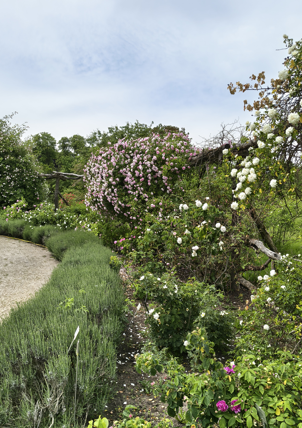 In the rose garden at botanical garden Berlin: a path corner with many roses
of all sizes next to it, separated from the path by lavender plants. Most prominent
are two very large white and pink roses, both easily with more than a hundred
flowers. 