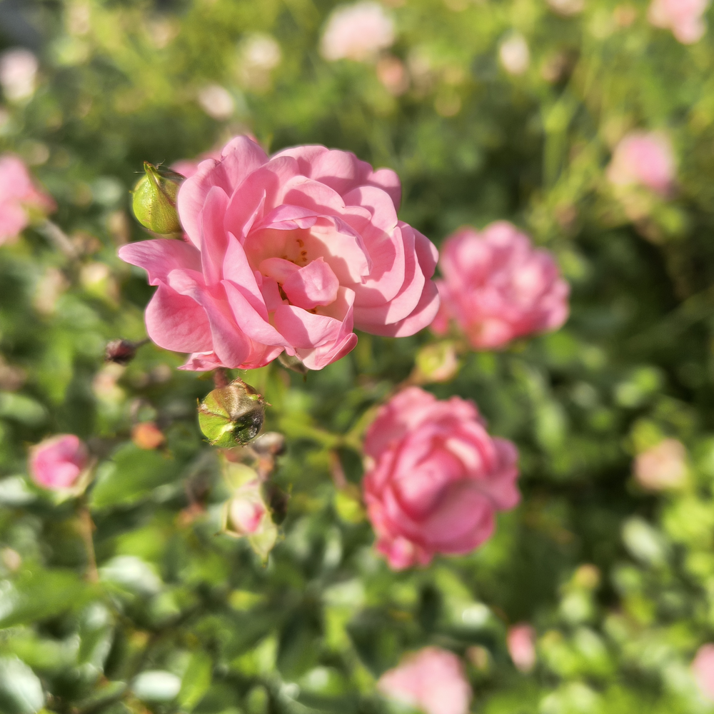 A pink rose