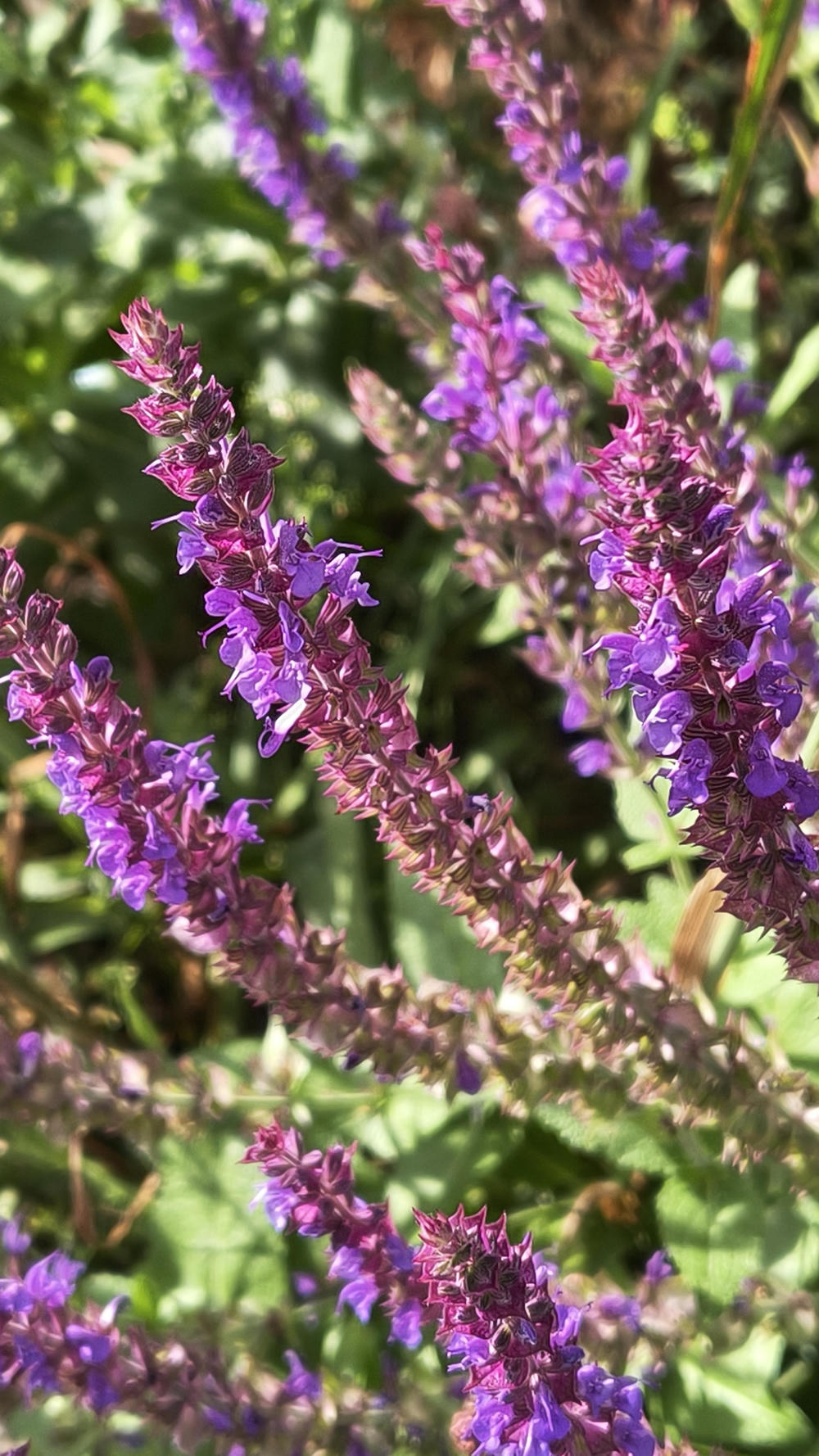 Multiple stems of sage reaching into frame from the right, each with many pink/violet
flowers opened to varying degrees