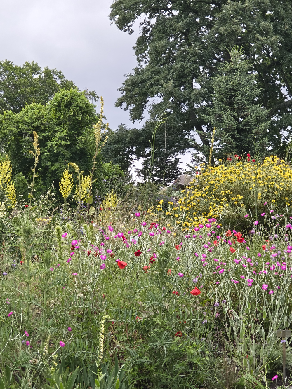 Looking up a hill with many tall plants, many flowering: some that look like
red poppies (I think they actually aren't, but you really can't tell on the
picture), many more with similar but white-pink flowers, behind them almost plants
that branch almost tree-like (but only 1-1.5m tall) full of yellow flowers. In
the background full-size trees and dark clouds