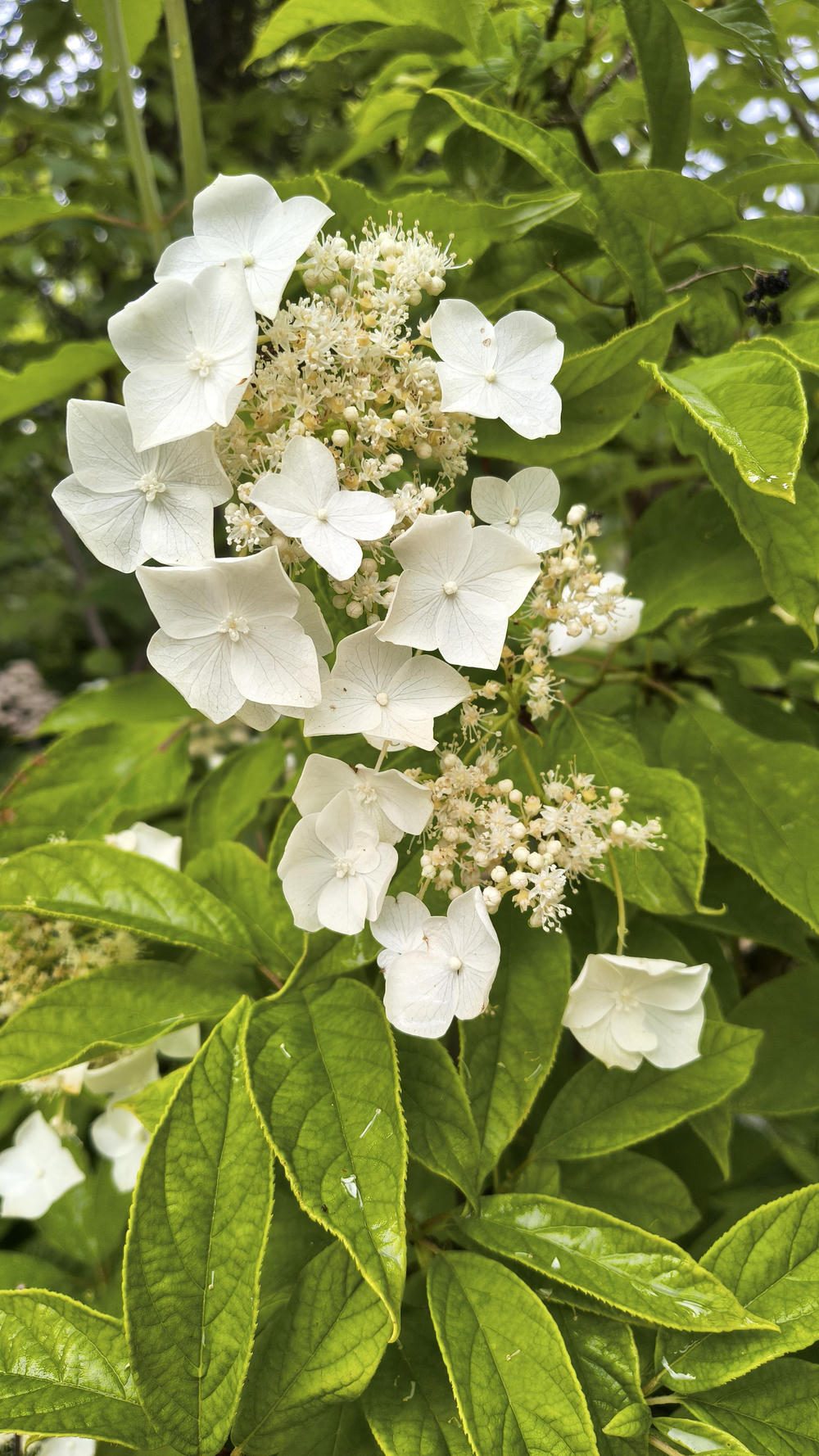 A tall cluster of white, almost square, flowers with 4 petals each. Some are
fully opened, others only partial or not at all, it looks like there would be
no space for all at the same time. Around and behind them long, large and quite
thick/rubbery green leaves 