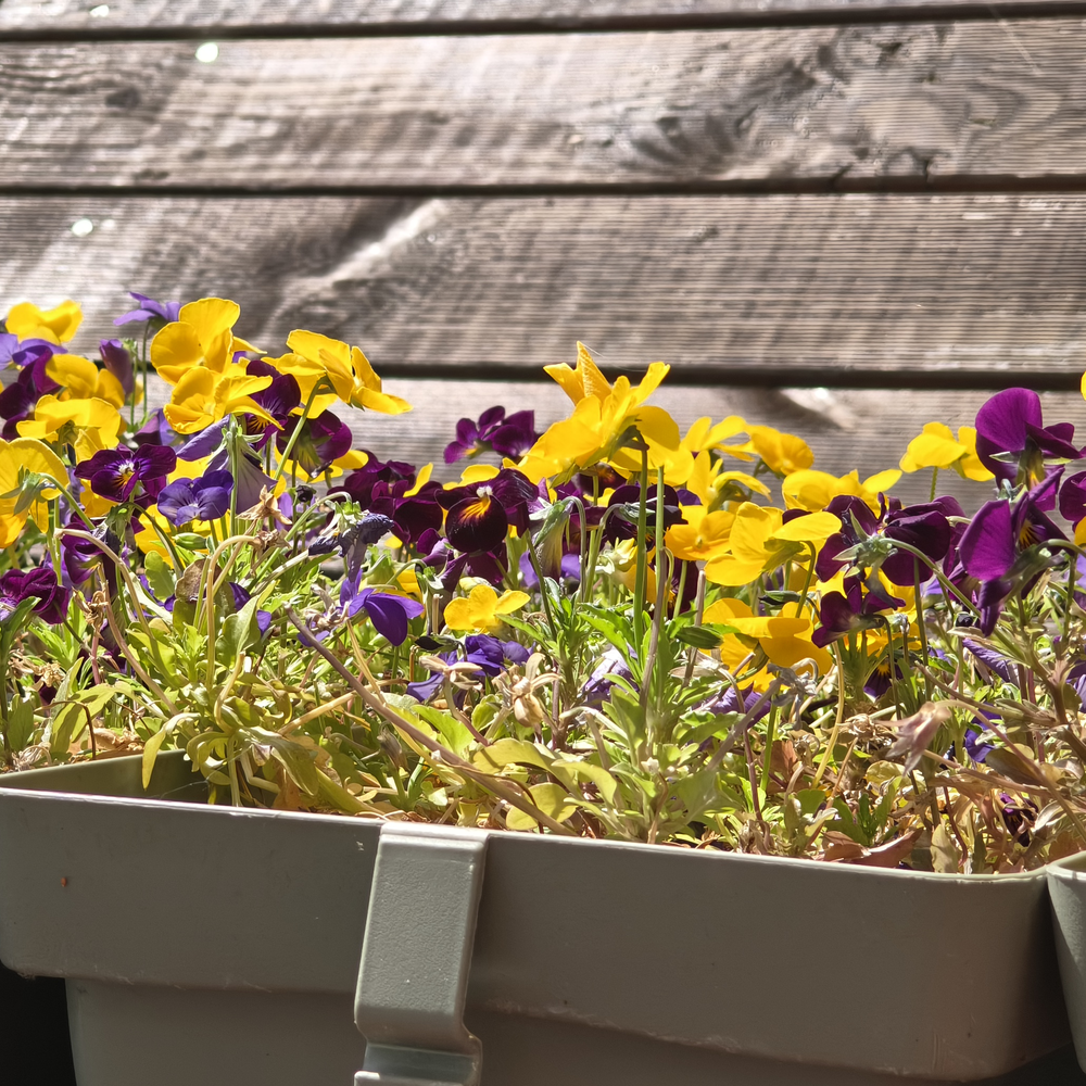 A window planter box sitting outside, filled with plants with large yellow
and violet flowers