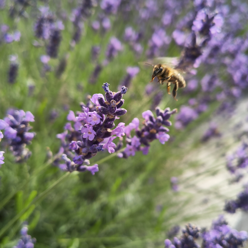 A lot of lavender. In focus are two flower whorls of violet flowers, and from
the top right a slightly blurry flower is about to land on them