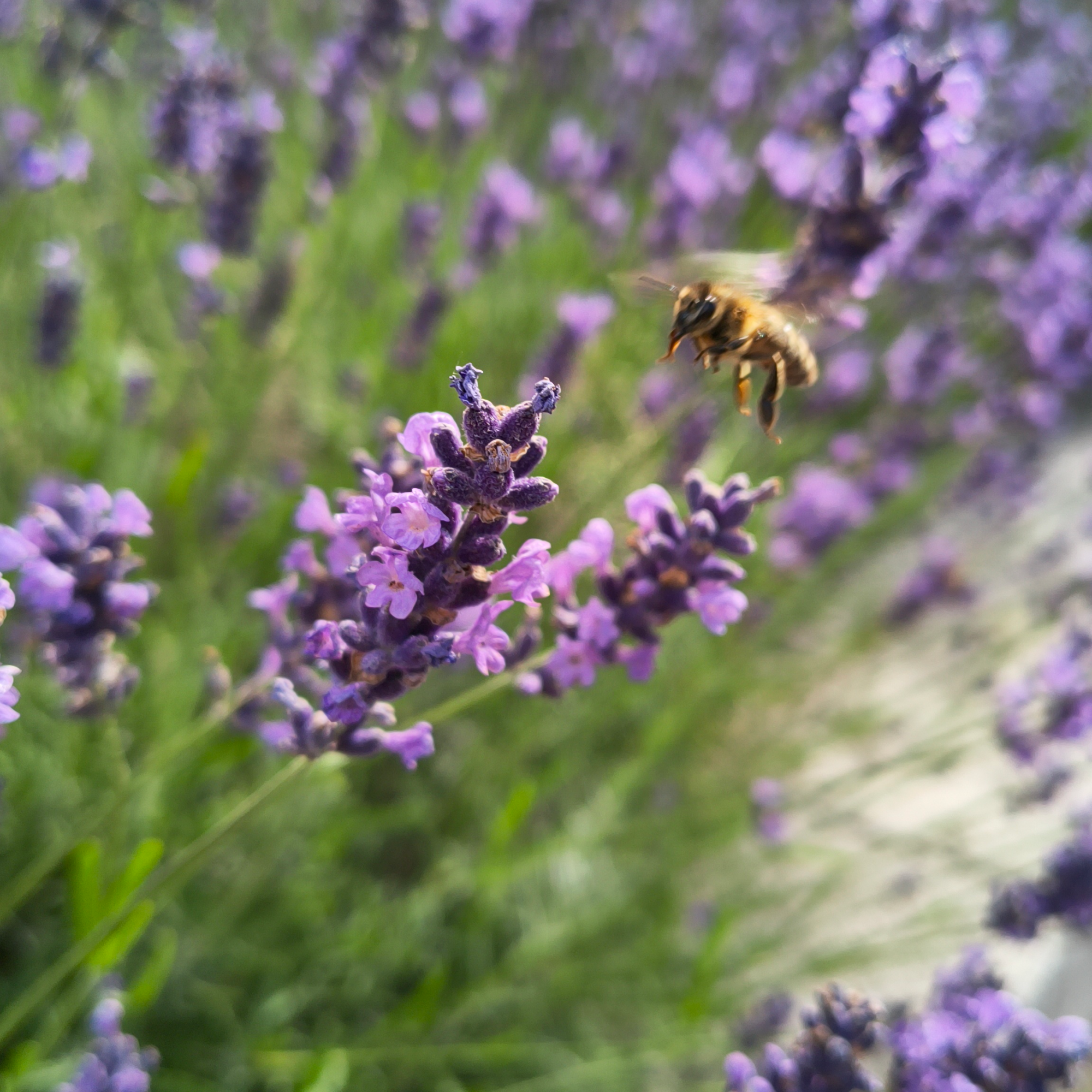 A lot of lavender. In focus are two flower whorls of violet flowers, and from the top right a slightly blurry flower is about to land on them